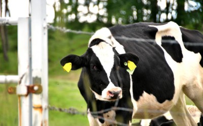 Sanidade Bovina: Proteja seu Rebanho e Garanta a Qualidade do Leite