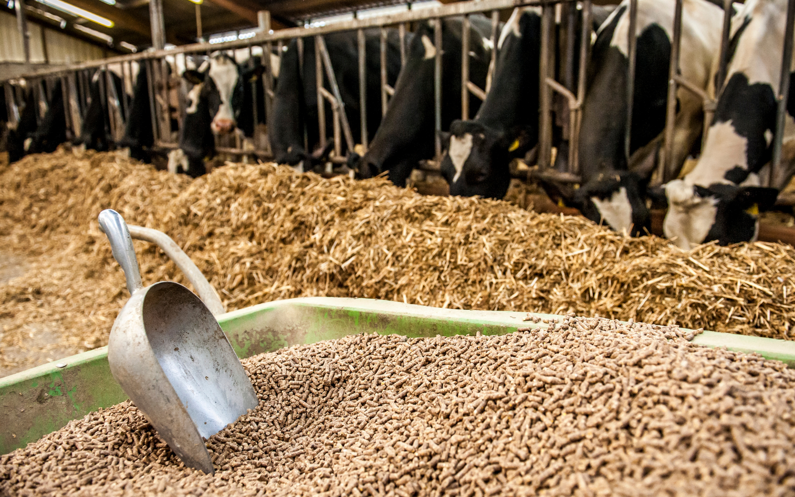 Custo alimentar: O gargalo da rentabilidade na fazenda. - Grupo Origen - Mais Leite, Mais Quailidade, Mais rentabilidade